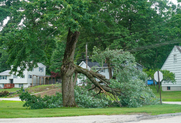 Best Tree Risk Assessment  in New Brighton, PA