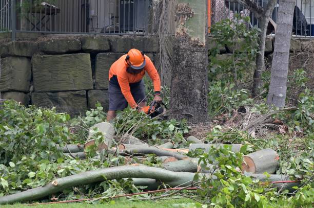 Best Tree Removal  in New Brighton, PA