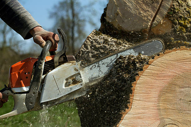 Best Storm Damage Tree Cleanup  in New Brighton, PA